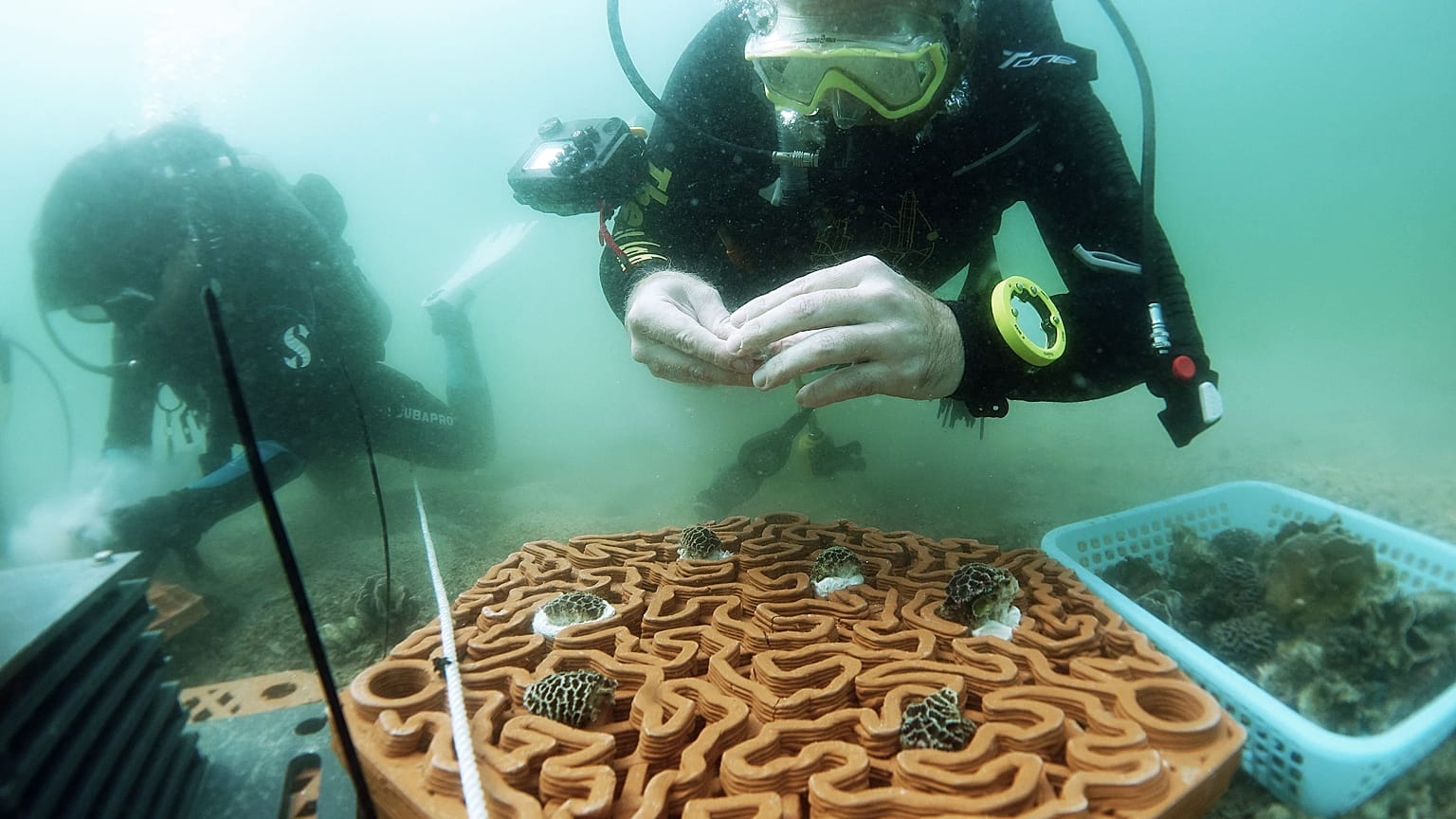 The 3D printed tiles have intricate patterns that mimic brain corals.