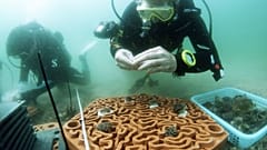 The 3D printed tiles have intricate patterns that mimic brain corals.
