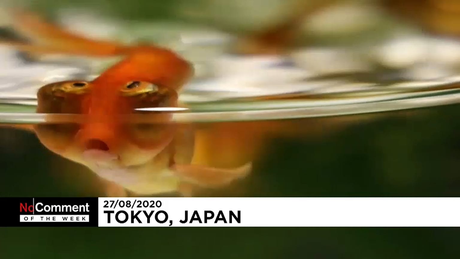 Tokio Art Aquarium 