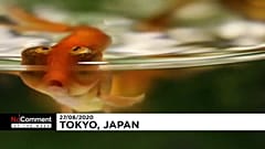 Tokio Art Aquarium 