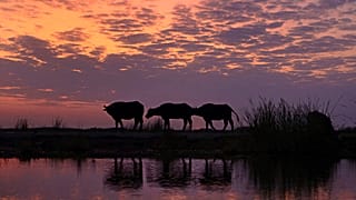 Vízibivalyok az iraki lápvidéken