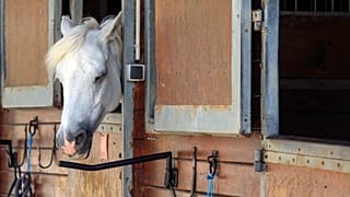 O mistério dos cavalos mutilados