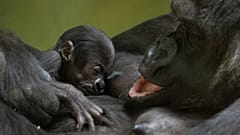 Mountain gorilla