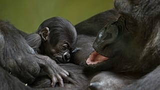 Mountain gorilla