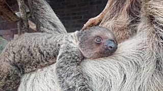 Faultierbaby Trüffel