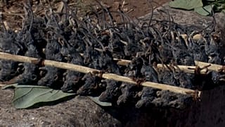 Ratones contra la hambruna