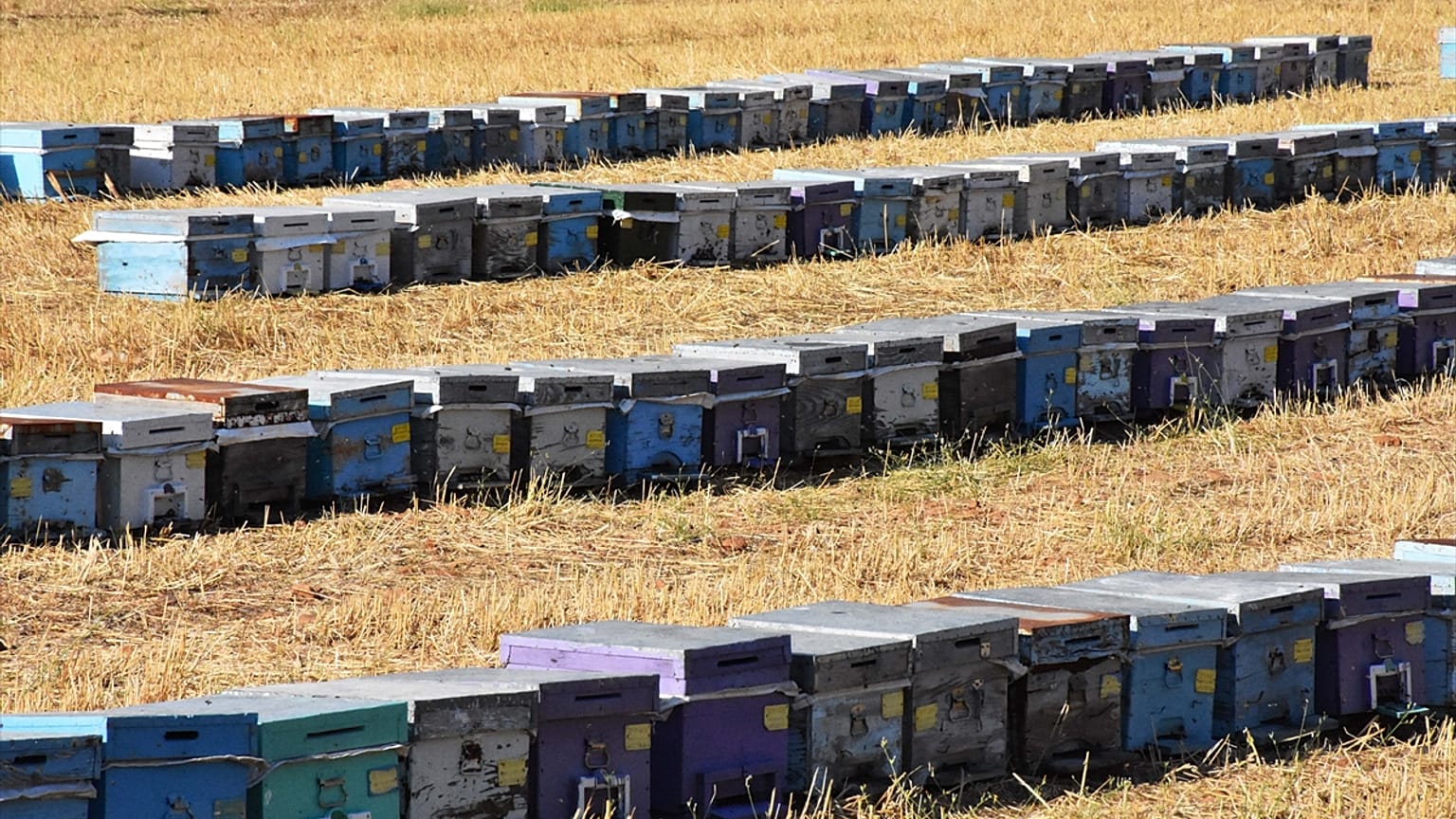 Koronavirüs bal tüketimini artırdı