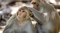 نتیجه یک تحقیق: حیوانات فاصله اجتماعی را برای جلوگیری از شیوع بیماری رعایت می‌کنند