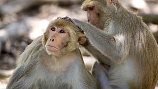 نتیجه یک تحقیق: حیوانات فاصله اجتماعی را برای جلوگیری از شیوع بیماری رعایت می‌کنند