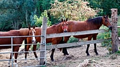 Horses stand in an enclosure at the location of a meeting between local authorities, officials and horse breeders whose animals have been victims of mutilation attacks.