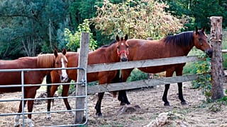 Horses stand in an enclosure at the location of a meeting between local authorities, officials and horse breeders whose animals have been victims of mutilation attacks.
