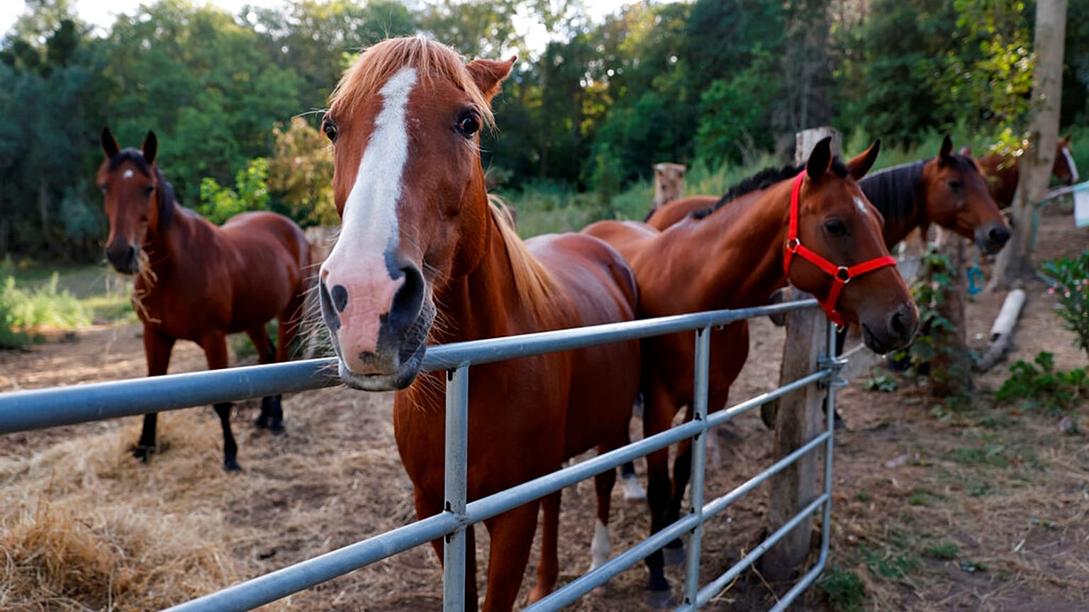 Horses stand in an enclosure in Plailly, northern France