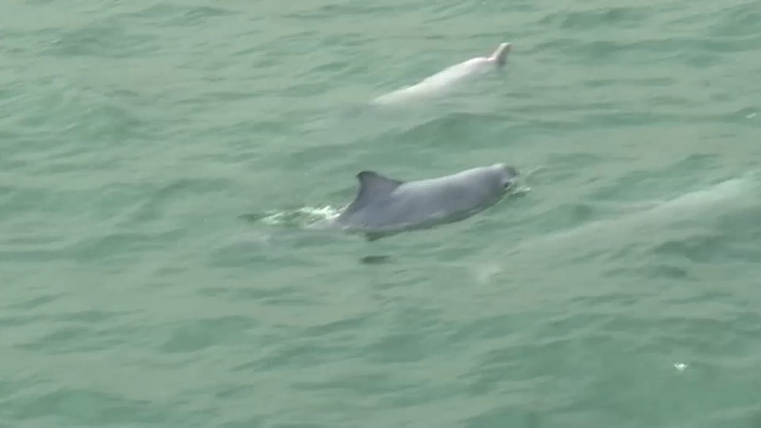 extracted from video 