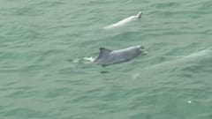 extracted from video 
