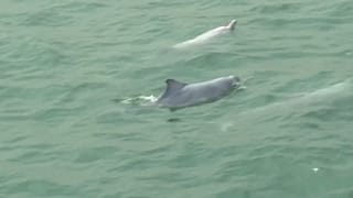 extracted from video