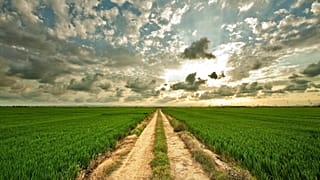 Eating plant-based foods like beans and lentils is better for the environment than consuming meat.