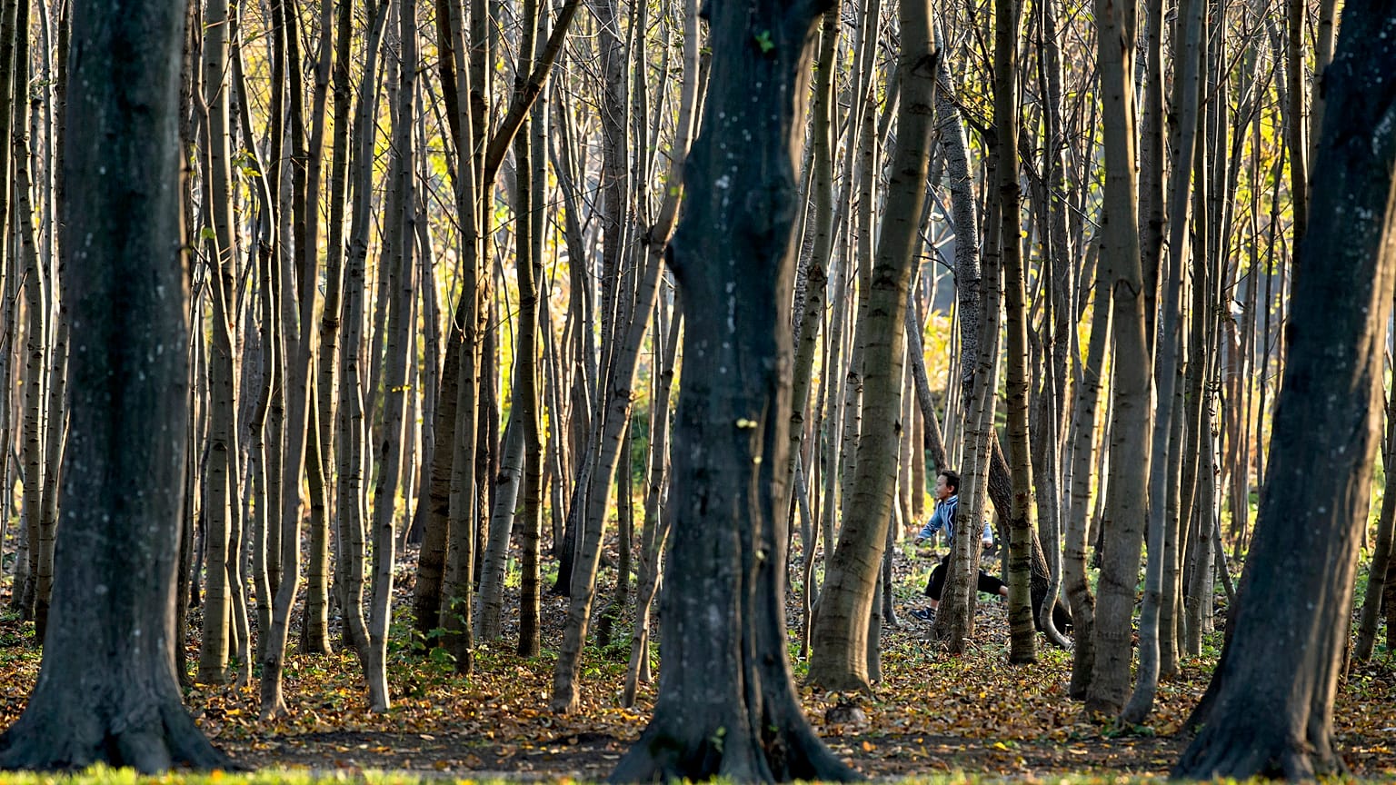 Romania forest