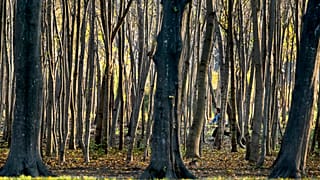 Romania forest
