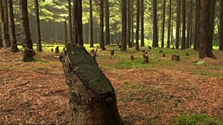 Illegaler Holzeinschlag in Rumänien