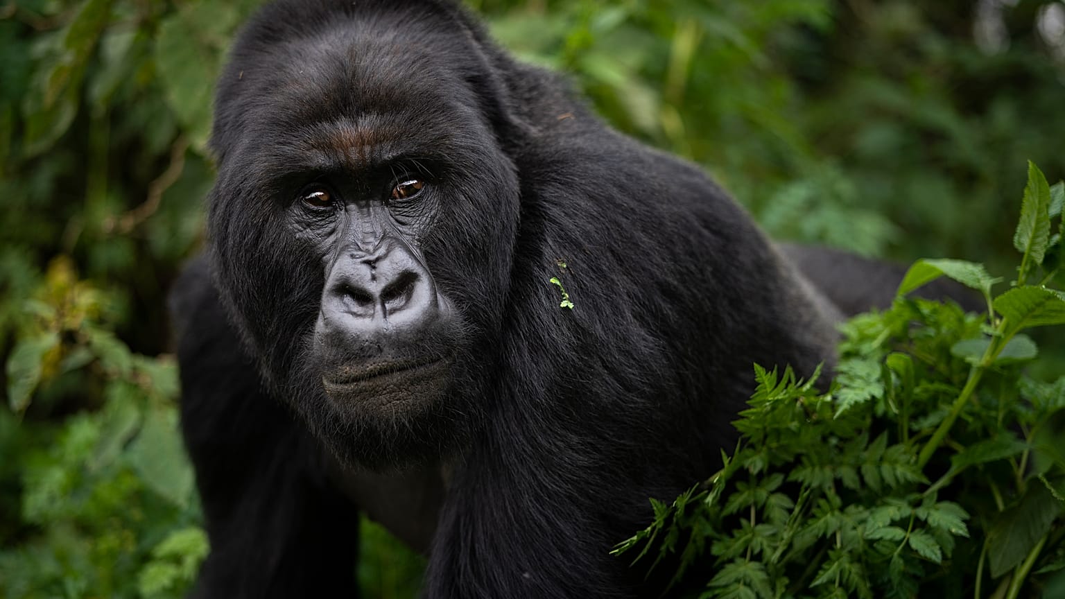 Berggorilla in Ruanda.