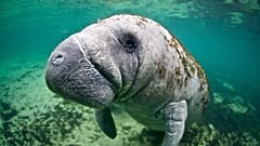Les deux tiers de la faune sauvage ont disparu de la planète en 50 ans