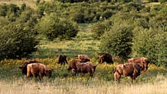 A herd of bisons graze on grass at a wildlife sanctuary in Milovice, Czech Republic, Tuesday, July 28, 2020. 