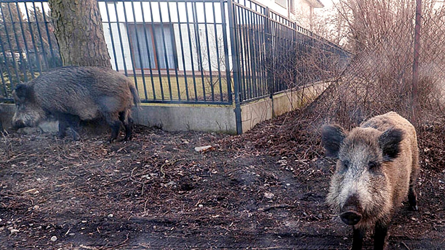 Wildschweine in einem Wohnviertel bei Warschau, 25.März 2018
