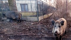 Wildschweine in einem Wohnviertel bei Warschau, 25.März 2018