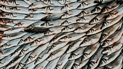 Overfishing is one of the factors driving biodiversity loss.