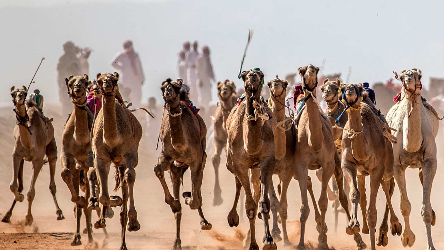 سباق الهجن في سيناء
