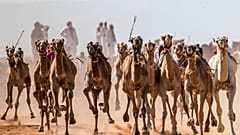 سباق الهجن في سيناء