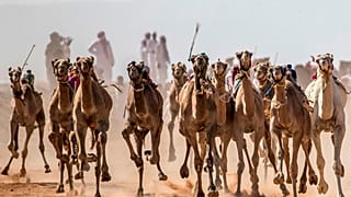 سباق الهجن في سيناء