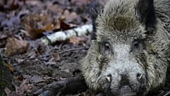 In Brandenburg wurden fünf weitere infizierte Wildschweine gefunden