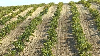 Vignes à Sidi Bel Abbès, Algérie