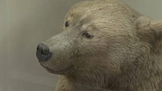 Ecco come doveva essere l'orso delle caverne. 