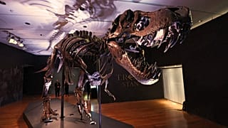 Stan, un T-Rex aux enchères à New York