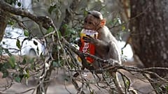 Gli effetti dell'inquinamento sulla fauna selvatica