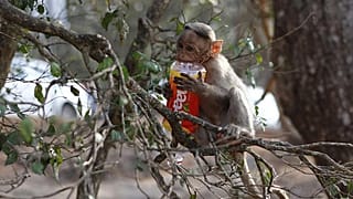 Gli effetti dell'inquinamento sulla fauna selvatica