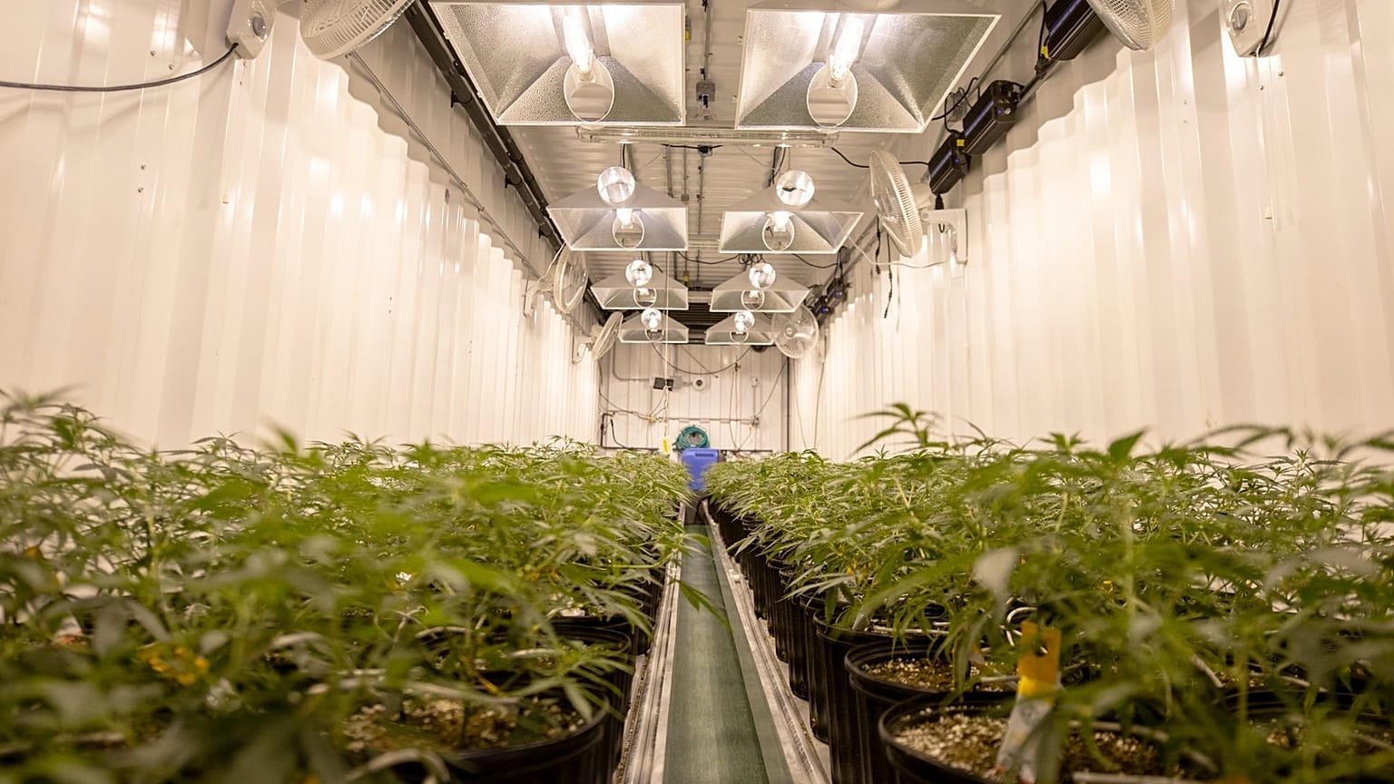 Cannabis farm