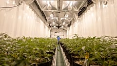 Cannabis farm