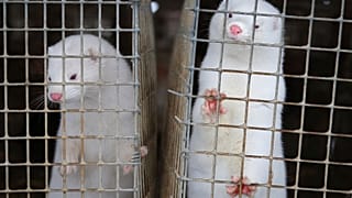 The Medical University of Gdansk says it is the first case of confirmed infection of farm animals in Poland.
