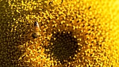 Honeybees have been trained to sniff out sunflowers.