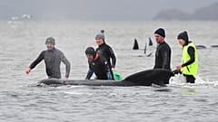Des secouristes tentent de remettre à flot des dauphins-pilotes à Macquarie Harbour - Tasmanie - le 22 septembre 2020