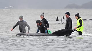 Des secouristes tentent de remettre à flot des dauphins-pilotes à Macquarie Harbour - Tasmanie - le 22 septembre 2020