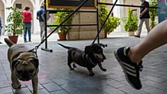 Köpeğini gezdiren koronavirüs hastası yurda gönderildi