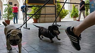 Köpeğini gezdiren koronavirüs hastası yurda gönderildi