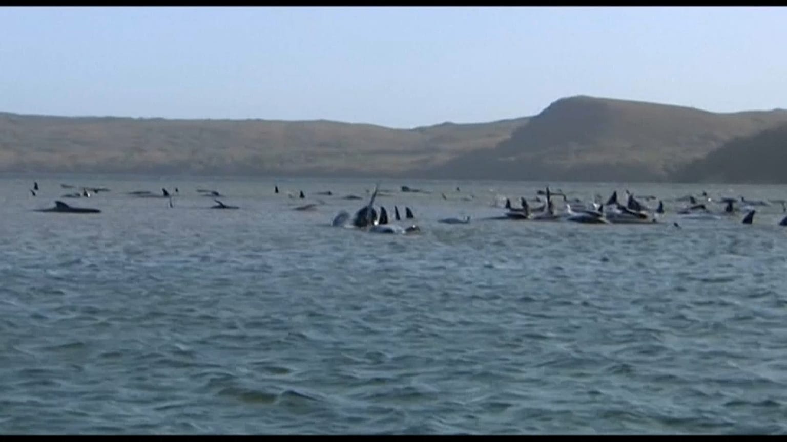 Baleias encalhadas na ilha da Tasmânia