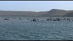 Baleias encalhadas na ilha da Tasmânia