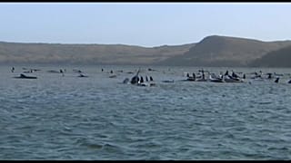 Baleias encalhadas na ilha da Tasmânia