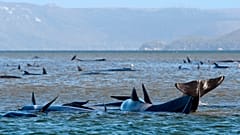 Pilot whales lie stranded on a sand bar near Strahan, Australia, on Monday, September 21, 2020.